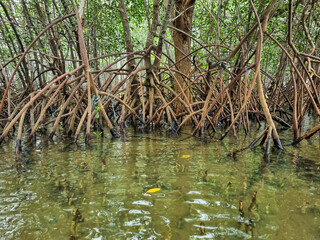 Close up of mangrove tree with branches. Detail of mangrove trees along the mangrove forest at high tide at Pamekasan, Indonesia.