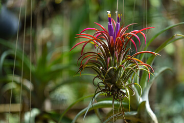 beautiful tropical garden with tillandsia plants