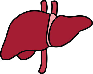 illustration of internal organs anatomy human body
