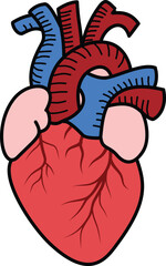 illustration of internal organs anatomy human body
