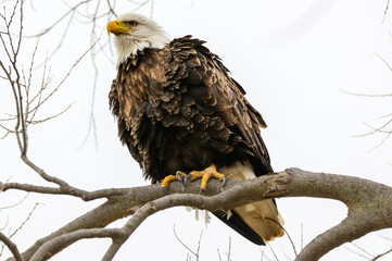 A Bald Eagle Perched in a Tree at Loess Bluffs National Wildlife Refuge, near Forest City, Missouri.