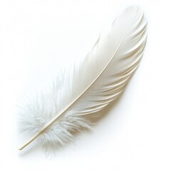 Obraz premium Soft aesthetic of nature delicate white feather on pure background in minimalist close-up photography
