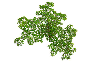 Naklejka premium Top view of plants isolated on white background for green garden and design landscape architecture. Green fresh little plants and leaves on top view pattern.