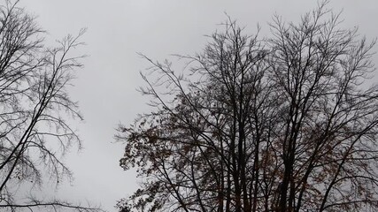 The branches and leaves of the trees sway back and forth in the strong wind.강풍에 나뭇가지와잎사귀가 이리저리흔들립니다.