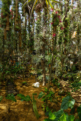 Fototapeta premium beautiful tropical garden with tillandsia plants