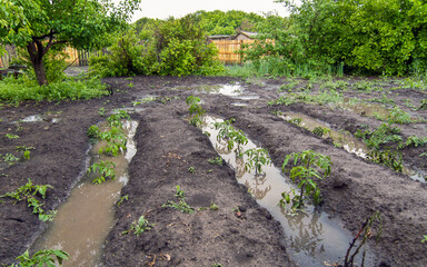 tomato seedlings in a garden bed after a heavy rain on a summer day