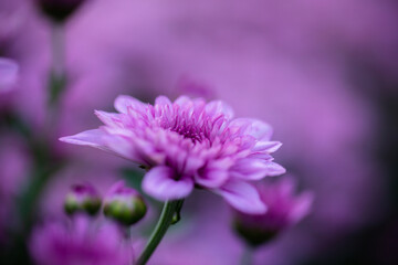 Obraz premium pink zinnia flower on background. chrysanthemum flowers in the garden. Illustration of artwork design For making background cards.