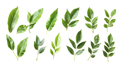 Fototapeta premium Curry leaves on a transparent background. isolated background.