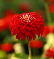 Red Zinnia flower, common zinnia or elegant zinnia in the formal garden Zinnia, bloom, red flower background.