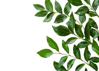 Curry leaves on a transparent background. isolated background.