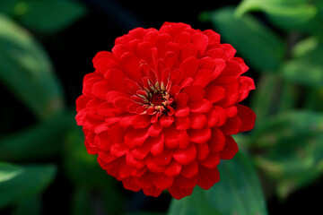 Red Zinnia flower, common zinnia or elegant zinnia in the formal garden Zinnia, bloom, red flower background.