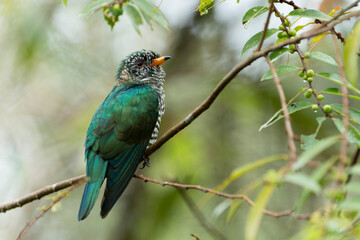 The Asian emerald cuckoo (Chrysococcyx maculatus) is a species of cuckoo in the family Cuculidae
