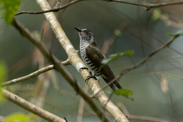 The Asian emerald cuckoo (Chrysococcyx maculatus) is a species of cuckoo in the family Cuculidae