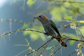The Asian emerald cuckoo (Chrysococcyx maculatus) is a species of cuckoo in the family Cuculidae
