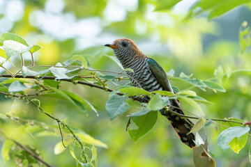 The Asian emerald cuckoo (Chrysococcyx maculatus) is a species of cuckoo in the family Cuculidae