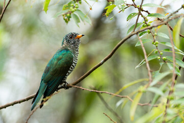 The Asian emerald cuckoo (Chrysococcyx maculatus) is a species of cuckoo in the family Cuculidae