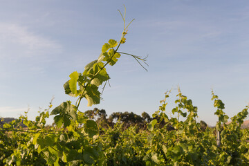 Vineyard with rows of grape vines