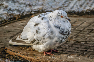 A pigeon sits on a manhole cover on a winter day