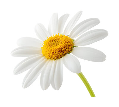 Blooming daisy on a transparent background. isolated background.