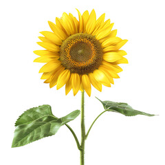 Obraz premium Yellow Sunflower with Green Leaves isolated on transparent background