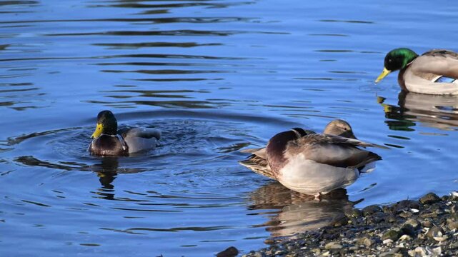 Mallards water off ducks back