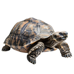 Obraz premium a large tortoise isolated on transparent background