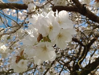 white flowers of blooming trees, harbingers of spring