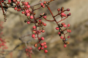 Turpentine Tree - Pistacia terebinthus Pink berries on tree. Ripe fruits and berries
