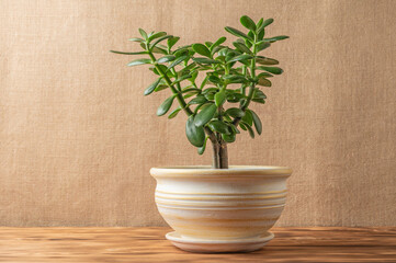 Succulent houseplant Crassula ovata in a pot on a rustic wooden background. 