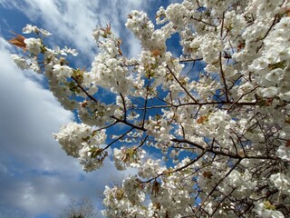 white flowers of blooming trees, harbingers of spring