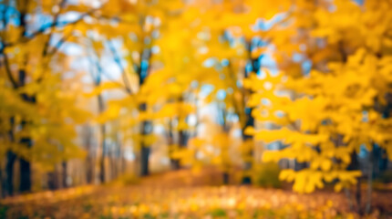 Fototapeta premium Rustic Nature Vibrant Autumn Colors