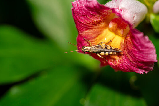 A grass hopper is sitting in a pink color flower in a garden