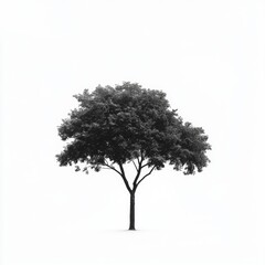 Fototapeta premium Branch Monochrome photography atmospheric phenomenon Twig Black and white Monochrome Trunk Woody plant