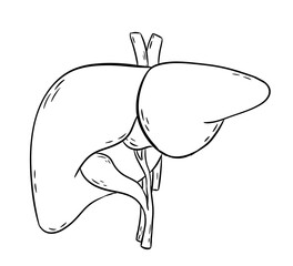 liver digital drawing illustration isolated