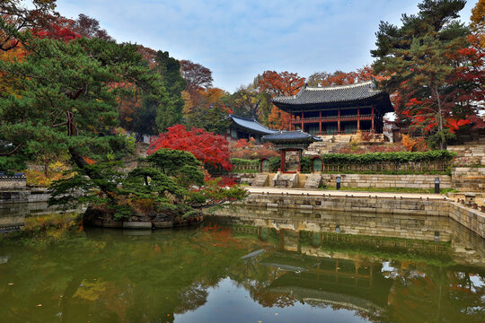 물,소나무,단풍,부용지,출입문,기와집,주합루,창덕궁,종로구,서울