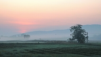 Sunrise in the rice field,Chainat ,Thailand