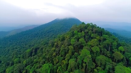 Obraz premium Misty Mountain Forest