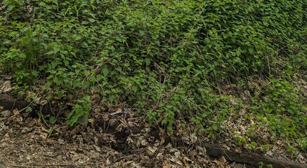 green grass background