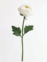 Obraz premium Single White Flower in Vase