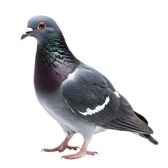 Obraz premium Elegant Gray Pigeon with Vibrant Feathers in Urban Setting