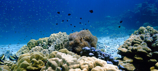 Underwater photo a scenic coral reef landscape. From a scuba dive in the south of Thailand. The Andaman Sea.