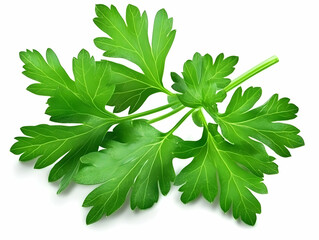 Fresh Parsley Sprig Lies Perfectly Isolated on a White Background