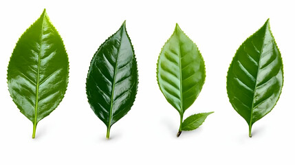Fototapeta premium Four Vibrant Green Leaves Isolated on a White Background