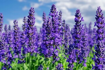 Naklejka premium Purple Flowers Field