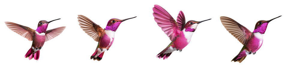 Fototapeta premium Vibrant and Colorful Hummingbirds Captured in Mid Flight Showcasing Their Intricate Feathers Graceful Movements and Fascinating Aerial Agility as They Hover and Dart Through the Air