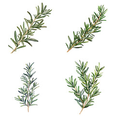 Naklejka premium Fresh rosemary sprigs culinary herb natural greenery kitchen setting top-down view flavorful cooking essentials
