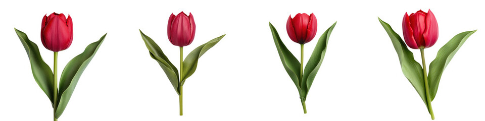 Obraz premium Vibrant red tulips with green leaves blooming against a clean white background Closeup shot of tulip flowers with lush petals and foliage capturing the essence of spring and natural beauty