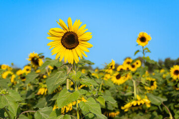 Sunflower garden ion blue sky background.Yellow sunflowers and harvest, bright sunny flower.Farming...