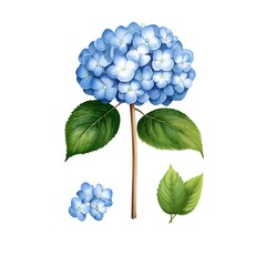Hydrangea flower. A beautiful blue hydrangea flower with leaves and smaller blooms.
