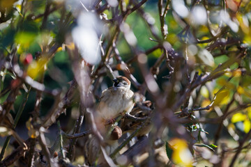 立木の枝の中に止まってさえずるスズメ